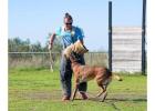 Dog Training Service in