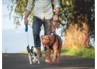 Dog Walkers in