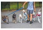 Dog Walkers in