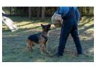 Dog Training Service in