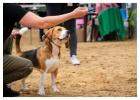 Dog Training Service in