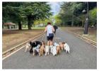 Dog Walkers in