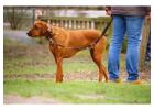 Dog Walkers in