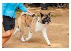 Dog Training Service in