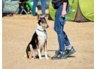 Dog Training Service in