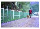 Dog Walkers in Noida