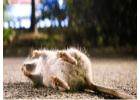 Protect Your Property with Professional Rat Control Services