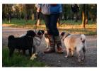 Dog Walkers in