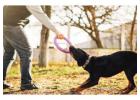 Dog Training Service in