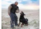 Dog Training Service in