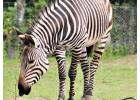 Export and Import Animal Services in Thailand