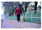 Dog Walkers in