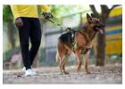 Dog Walkers in
