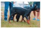 Dog Training Service in