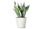 Pot Plant Hire – Stylish Indoor Plants for Any Space