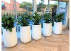 Indoor Plants Melbourne – Premium Plants for Offices & Homes