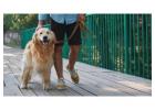 Dog Walkers in