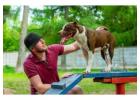 Dog Training Service in