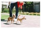 Dog Walkers in