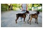 Dog Walkers in