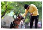 Dog Training Service in