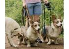 Dog Walkers in