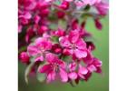 Shop Ornamental & Flowering Trees | Delivery, Planting & Warranty
