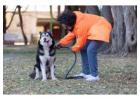 Dog Training Service in