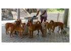 Dog Walkers in