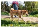Dog Walkers in