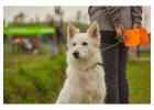 Dog Training Service in