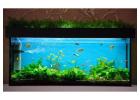 Oasis Aquariums – A Reliable Aquarium Shop in Sydney and Australia