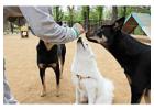 Dog Training Service in