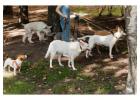 Dog Walkers in