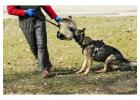 Dog Training Service in