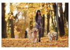 Dog Walkers in