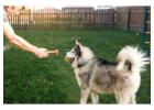 Dog Training Service in