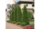 Tree Planting | Trees for Sale | Buy Direct from Farm with Delivery