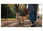 Dog Walkers in