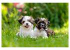 Shih Tzu Puppies For Sale In