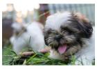 Shih Tzu Puppies For Sale In