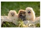 Pomeranian puppies for sale in