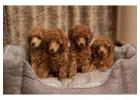 Poodle Puppies for Sale in