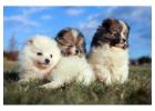 Pomeranian Puppies for Sale in