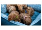 Poodle Puppies for Sale in