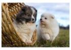 Pomeranian Puppies for Sale in