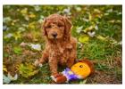 Poodle Puppies for Sale in