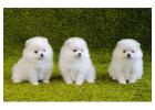 Pomeranian Puppies for Sale in