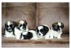 Shih Tzu Puppies for Sale