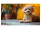 Poodle Puppies for Sale in